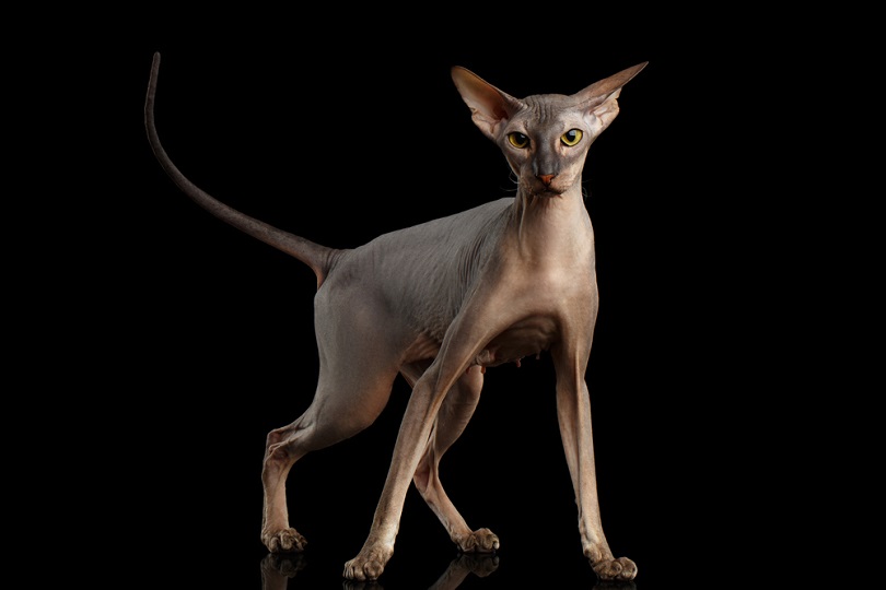 peterbald