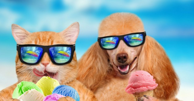 Mon animal reste hydraté et frais pendant l'été