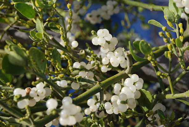 Les feuilles de gui et ses vertus chez nos animaux
