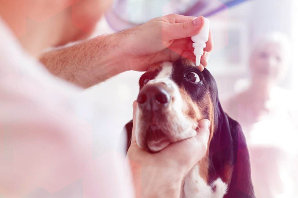 Les décharges oculaires chez les chiens