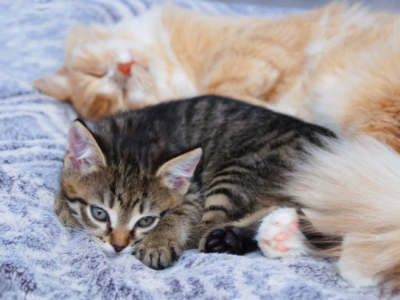 En deuil, comment accompagner son animal de compagnie ?