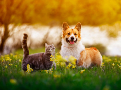 Nos conseils pour maintenir la santé de votre animal de compagnie 