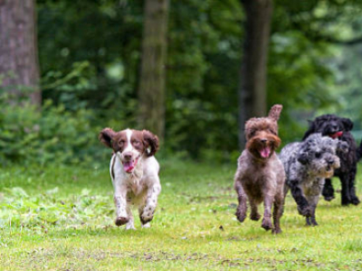 Mon chien halète tout le temps, pourquoi ? 