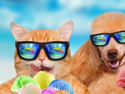 Mon animal reste hydraté et frais pendant l'été