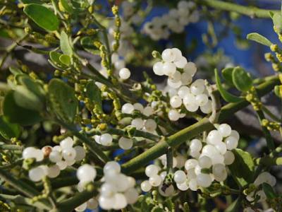 Les feuilles de gui et ses vertus chez nos animaux