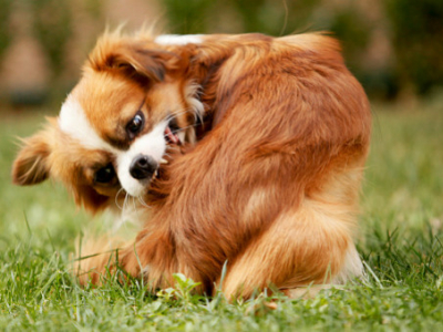 L’allergie alimentaire chez les chiens et les chats