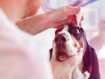 Les décharges oculaires chez les chiens