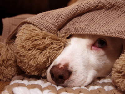 Les animaux de compagnie et le stress