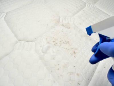 Moisissure nocive, bas les pattes de mon animal domestique ! 