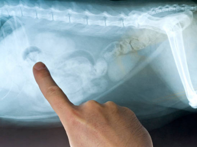 La maladie inflammatoire chronique de l'intestin et le régime approprié 